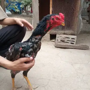 Дакан, Гиссар