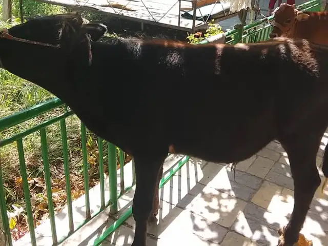 Гов, Худжанд