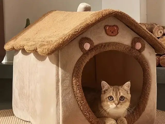 Домик для кошек и котят, Худжанд