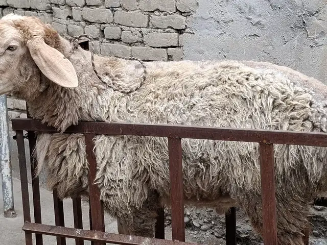 Кучкор, Худжанд
