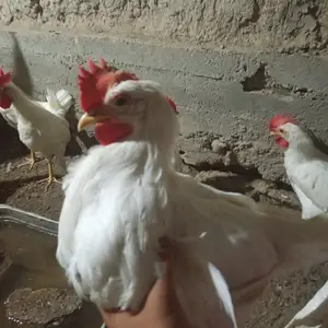 Чучаи хонаги, Бободжон Гафуров