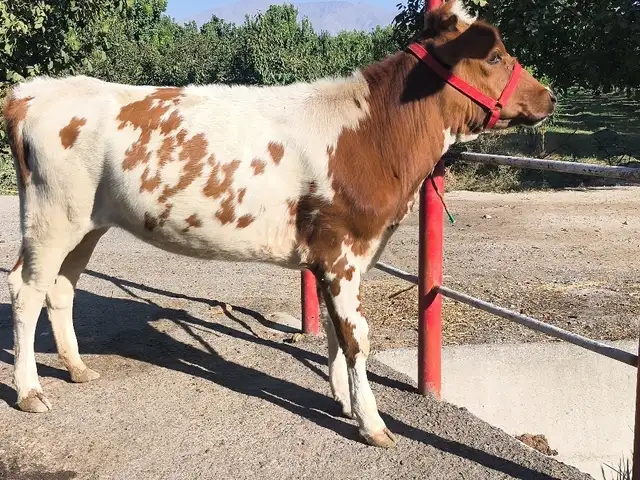 Гуночин, Худжанд