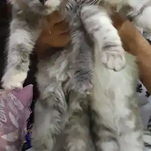 Кот турецкая ангора на вязку, Душанбе