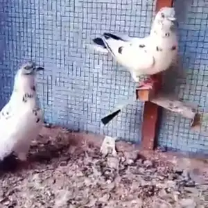 Кафтар, Душанбе