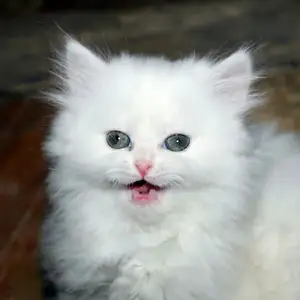 Шотландский котёнок, Душанбе