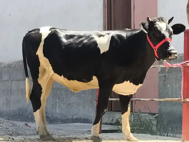Гуночин, Хуҷанд