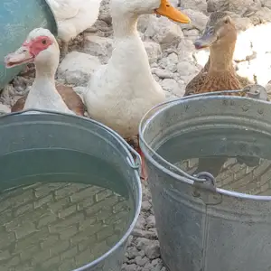 Урдакхо, Канибадам