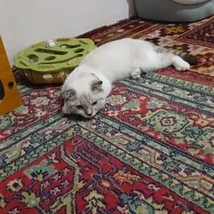 Кошка шотландская, Душанбе
