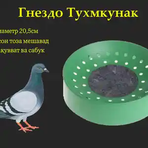 Гнездо/Лонаи кафтар, Душанбе