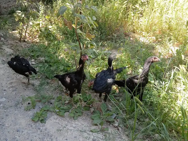 Дакан, Пенджикент