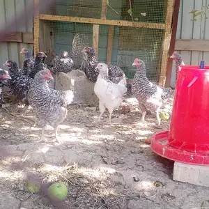 Чучахои доминант, Гиссар