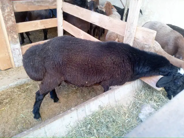 Кушкор 2 сола, Худжанд