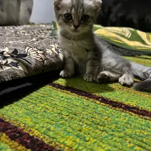 Вислоухие котята, Душанбе