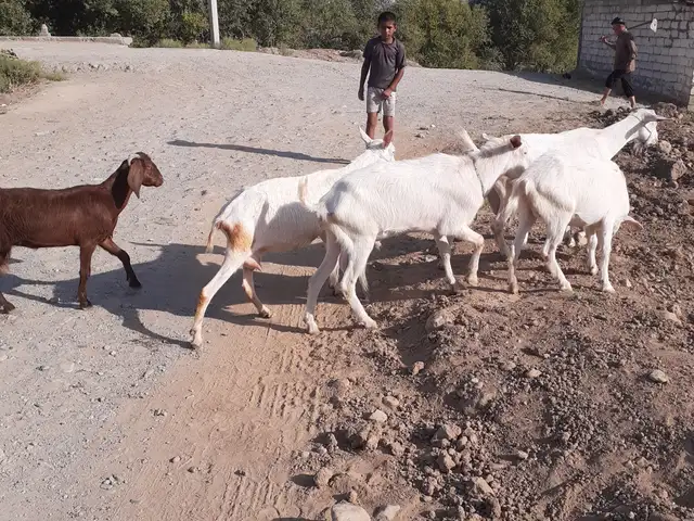 Бузхо, Турсунзода