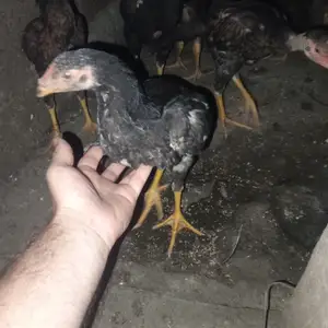 Дакан, Душанбе
