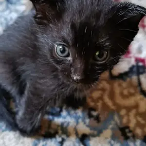 Вислоухий британский кот, Душанбе
