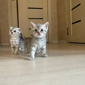 Шотландская кошка, Душанбе