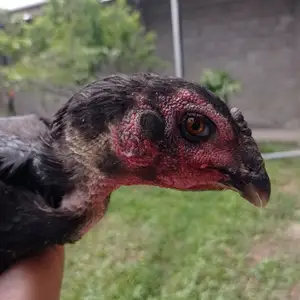Дакан, Худжанд