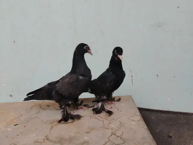 Кафтар, Вахдат