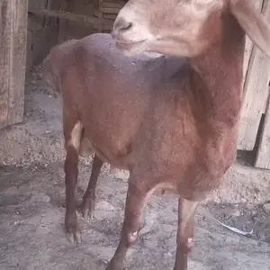 Гуспанд, Гиссар