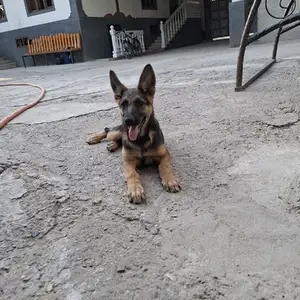 Собака, Душанбе