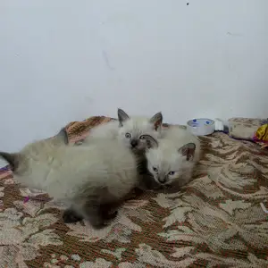 Чистокровные сиамские котята, Душанбе