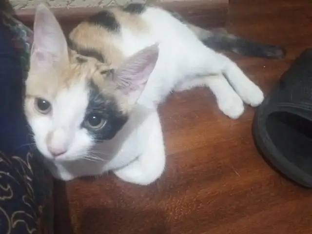 Домашняя кошка, Душанбе