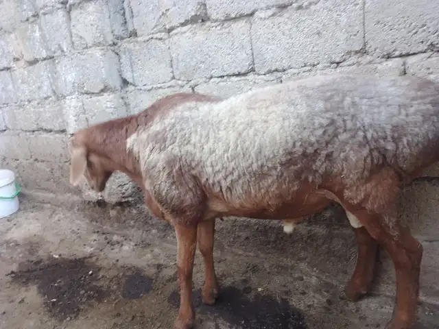 Қушқор, Вахдат