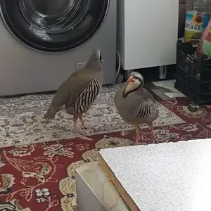 Кабк, Душанбе