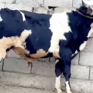 Бука, Душанбе