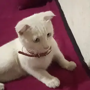Котёнок шотландский вислоухий, Душанбе