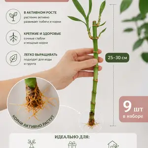 Драцена - лакки бамбук, Худжанд