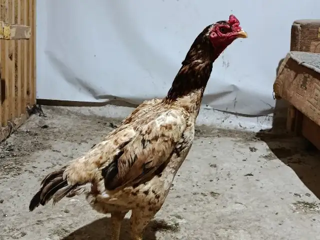 Дакан, Хуҷанд