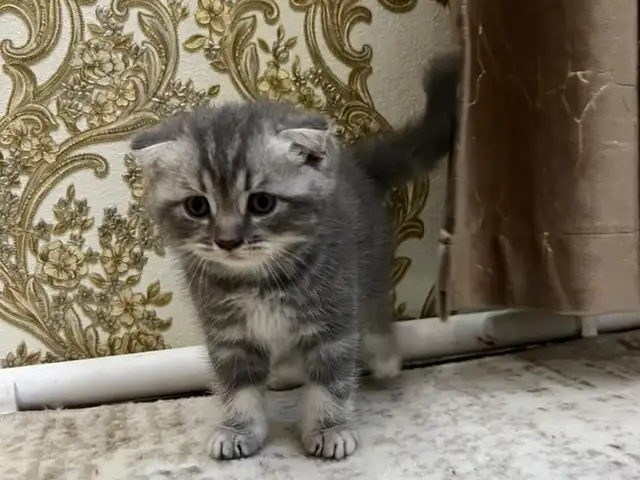 Шотландские кошки, Худжанд