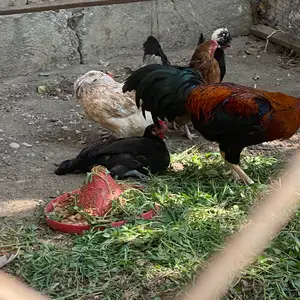 Мург, Худжанд