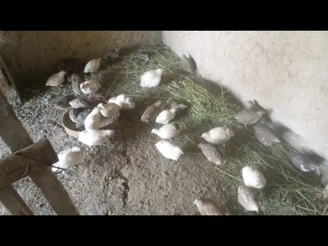 Бедона, Душанбе