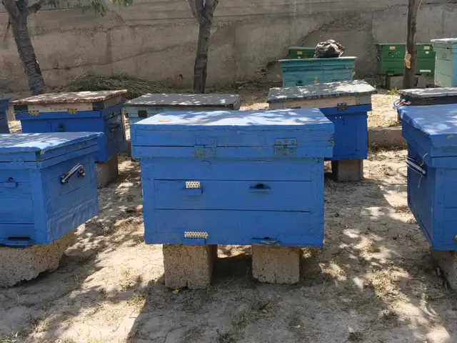 Ящики занбур, Душанбе