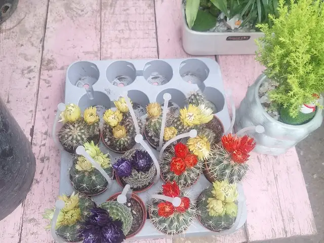 Кактусы, Душанбе