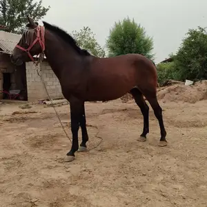 Аспи бузи, Вахдат