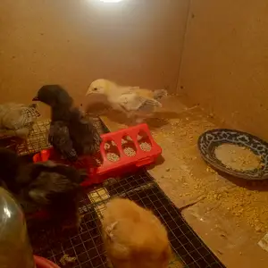 Чучахои брама, Пенджикент