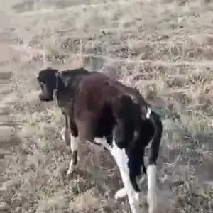 Букачаи зоти, Рудаки