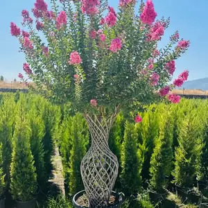 Сирень, Душанбе