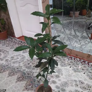 Лавр, Душанбе