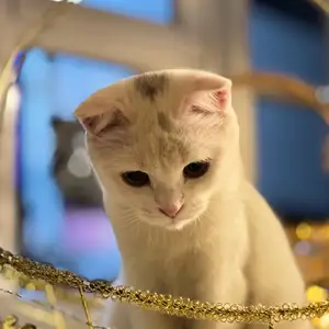 Кошка шотландская, Душанбе