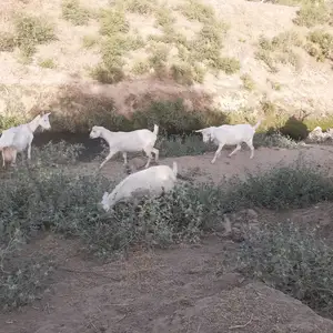 Буз, Турсунзаде
