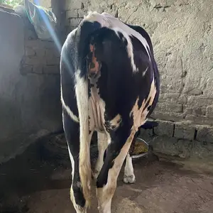 Гуночин, Турсунзаде