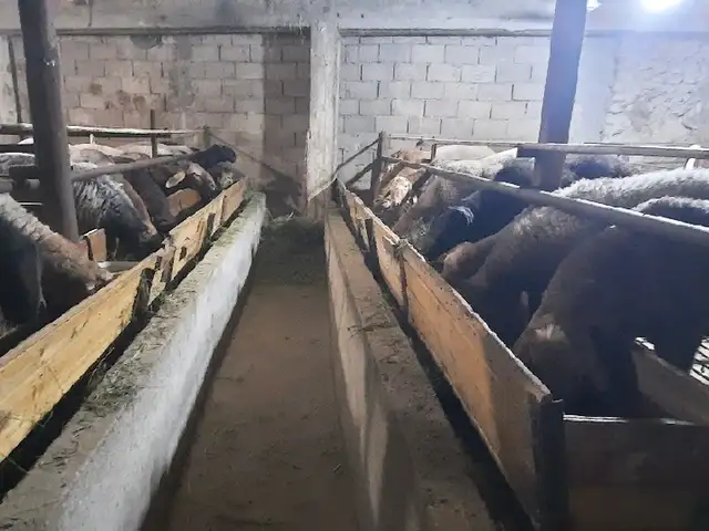 Гусфанд, Худжанд