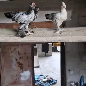 Кафтар, Душанбе