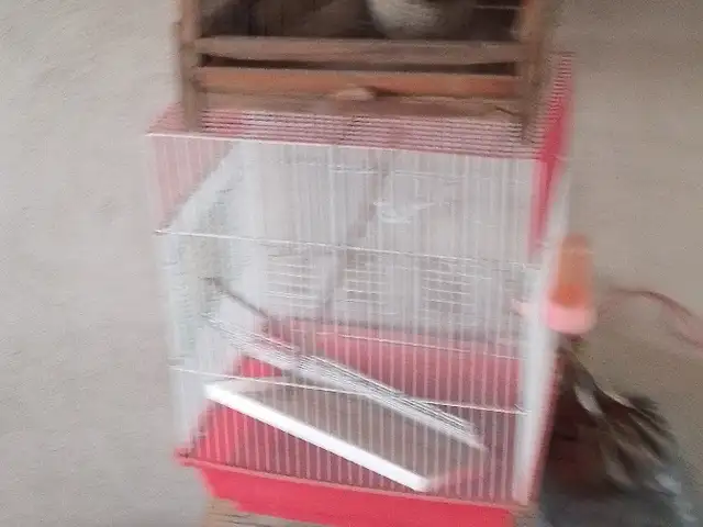 Кафас, Гиссар