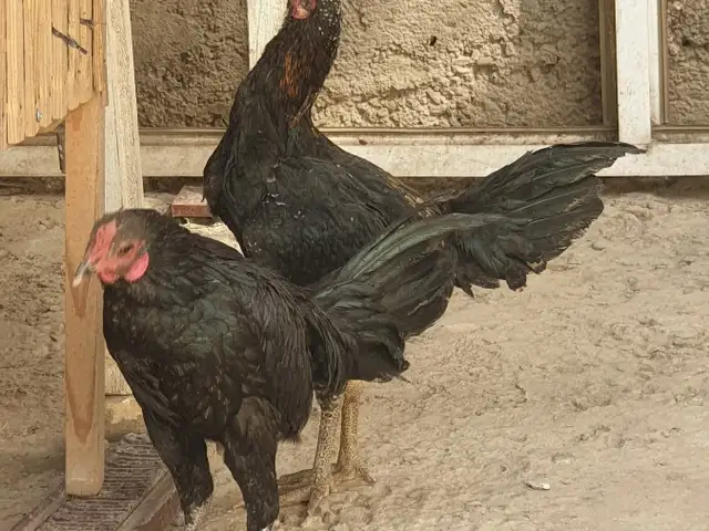 Хурузи чалуш, Душанбе